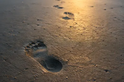 Sunrise Footprints in Damp Beach Sand