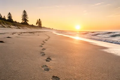 Footprints on Sunrise Beach with Coastal Pines