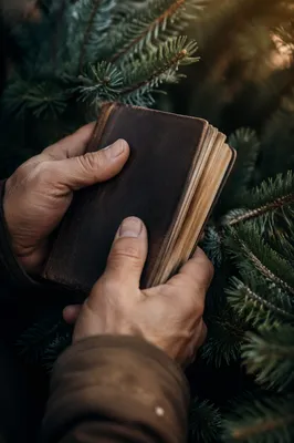 Weathered Hands Holding Bible Among Evergreens