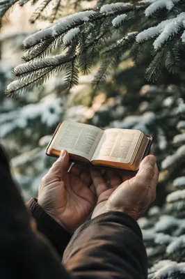 Weathered Hands Holding Bible in Snowy Evergreens