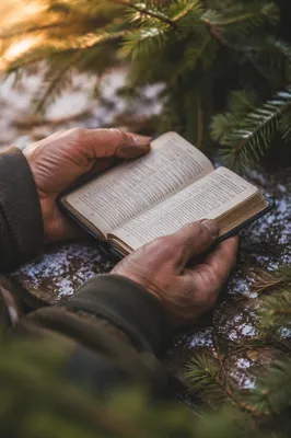 Weathered Hands Holding Bible Among Evergreens