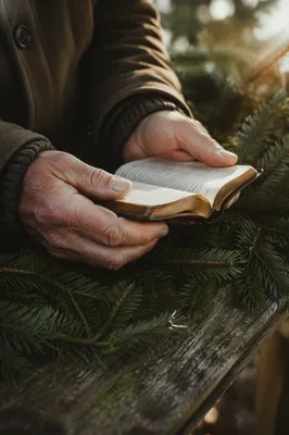 Weathered Hands Holding Bible Among Evergreens