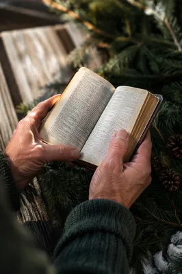 Weathered Hands Holding Bible on Evergreens