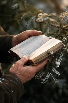 Weathered Hands Holding Bible in Evergreen Light