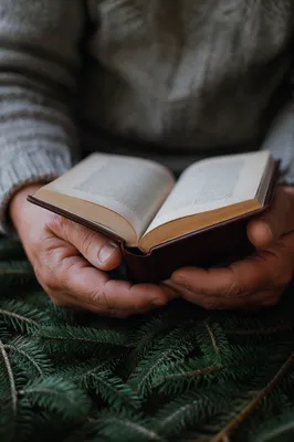 Hands Holding Bible Among Evergreen Branches