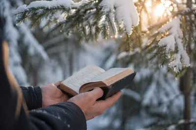 Hands Holding Bible in Snowy Evergreens