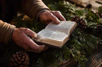Weathered Hands Holding Bible Among Evergreens