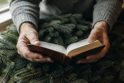 Hands Holding Bible Among Evergreen Branches