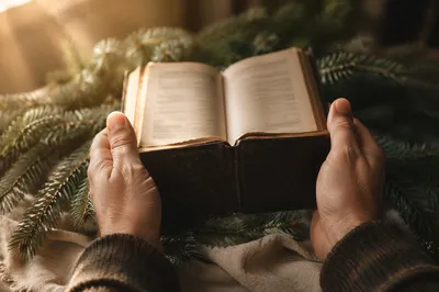 Hands Holding Bible Among Evergreen Branches