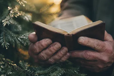 Weathered Hands Holding Bible Among Evergreens