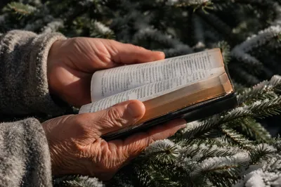 Weathered Hands Holding Bible in Snowy Pines