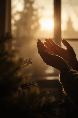 Praying Hands in Soft Morning Light