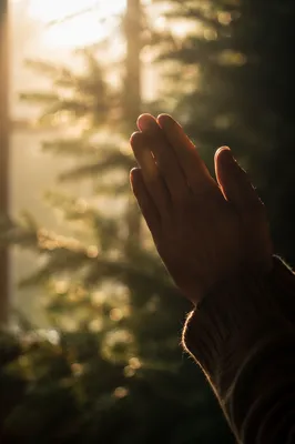 Praying Hands in Soft Morning Light