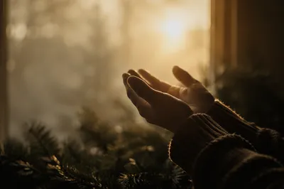 Praying Hands in Soft Evergreen Morning Light