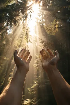 Hands Reaching Toward Forest Light