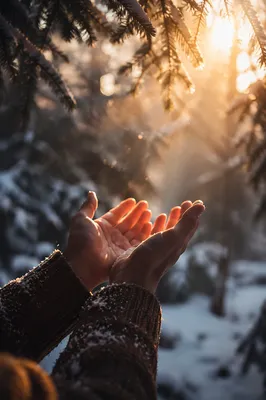 Hands Reaching Toward Forest Light