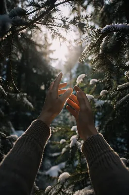 Hands Reaching Toward Winter Forest Light