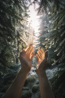 Hands Reaching Toward Evergreen Morning Light