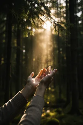 Hands Reaching Toward Light in Evergreens
