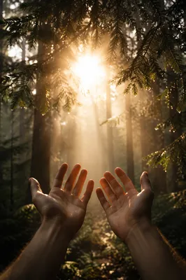 Hands Reaching Toward Golden Forest Light