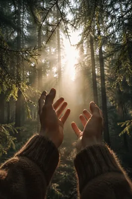 Hands Reaching Toward Forest Morning Light