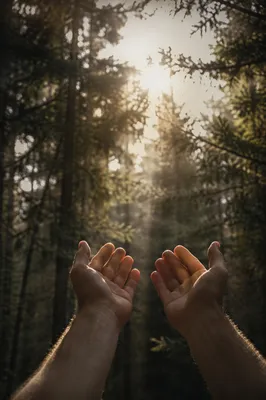 Hands Reaching Toward Sunlight in Evergreen Grove