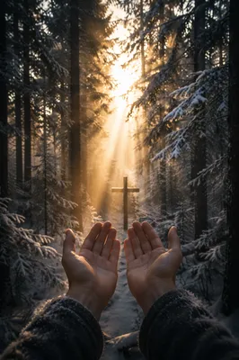 Hands Reaching Toward Light in Evergreen Forest