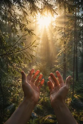 Hands Reaching Toward Evergreen Morning Light