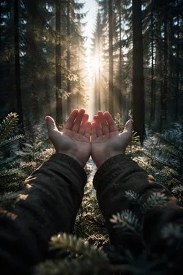 Prayerful Hands Reaching Through Evergreen Light