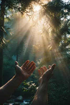 Hands Reaching Toward Light in Evergreen Forest