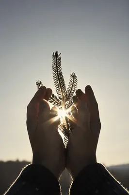 Hands Reaching Toward Winter Sunlight