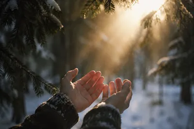 Hands Reaching Toward Golden Forest Light