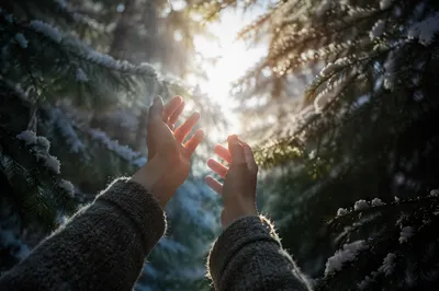 Hands Reaching Toward Winter Forest Light