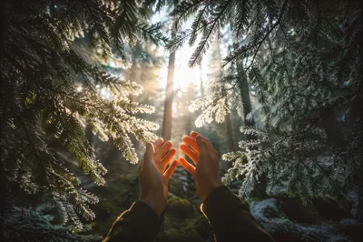 Hands Reaching Through Evergreens Toward Morning Light