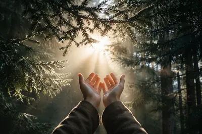 Hands Reaching Toward Morning Forest Light