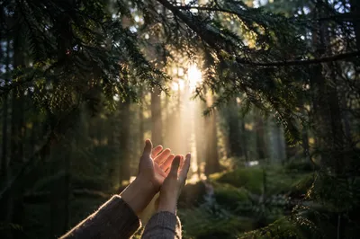 Hands Reaching Toward Light in Evergreens