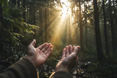Hands Reaching Toward Forest Morning Light