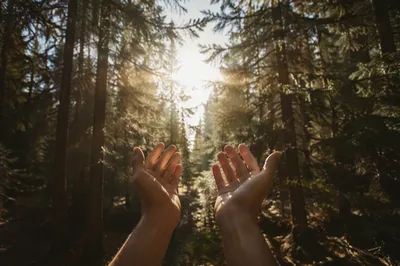 Hands Reaching Toward Sunlight in Evergreen Grove