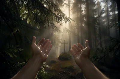 Hands Reaching Toward Evergreen Morning Light