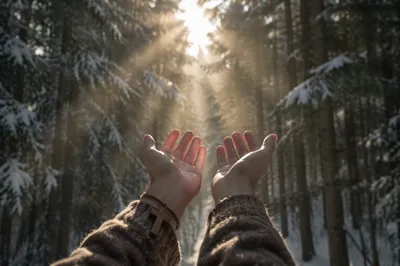 Hands Reaching Toward Sunlight in Evergreen Forest