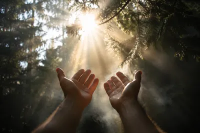 Hands Reaching Toward Sunlight in Evergreen Forest