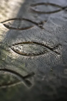 Ancient Ichthys Carvings on Weathered Stone