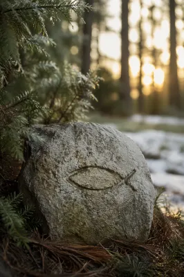 Ancient Ichthys Stone in Evergreen Forest