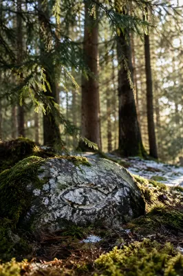 Ancient Ichthys Stone in Evergreen Grove