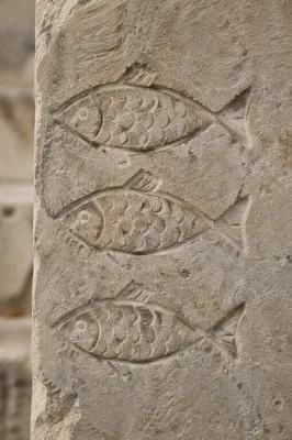 Ancient Ichthys Fish Carvings in Limestone