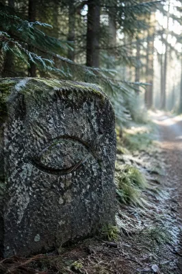 Ancient Ichthys Carving on Forest Stone