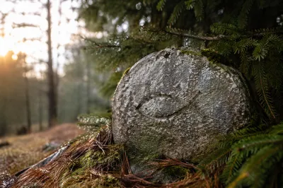 Ancient Ichthys Stone in Evergreen Forest