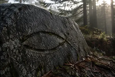 Ancient Ichthys Carving in Evergreen Forest