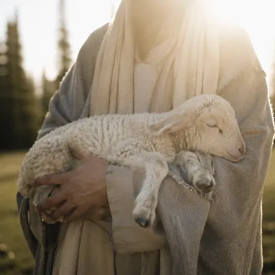 Gentle Shepherd Holding Lamb in Morning Light