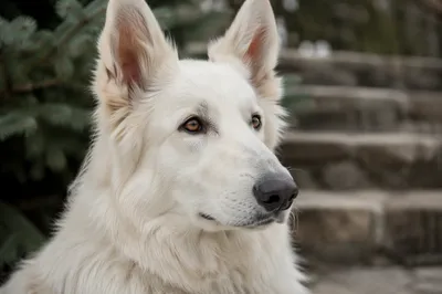 Gentle White Shepherd in Evergreen Light